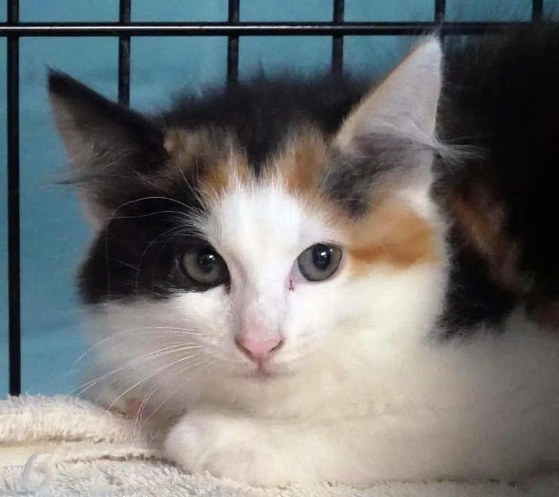 A baby small-sized female Domestic Long Hair cat named Lady Bug for adoption in Bloomingdale, NJ