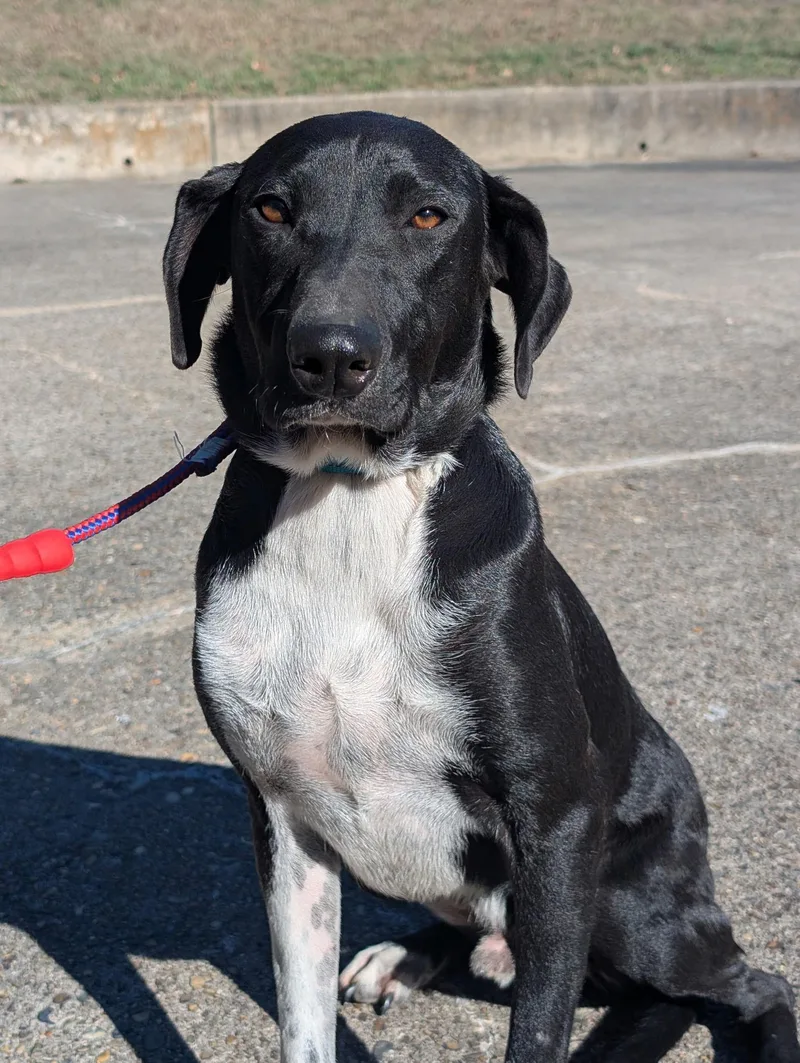 A young medium-sized male Feist dog named King for adoption in Queen City, TX