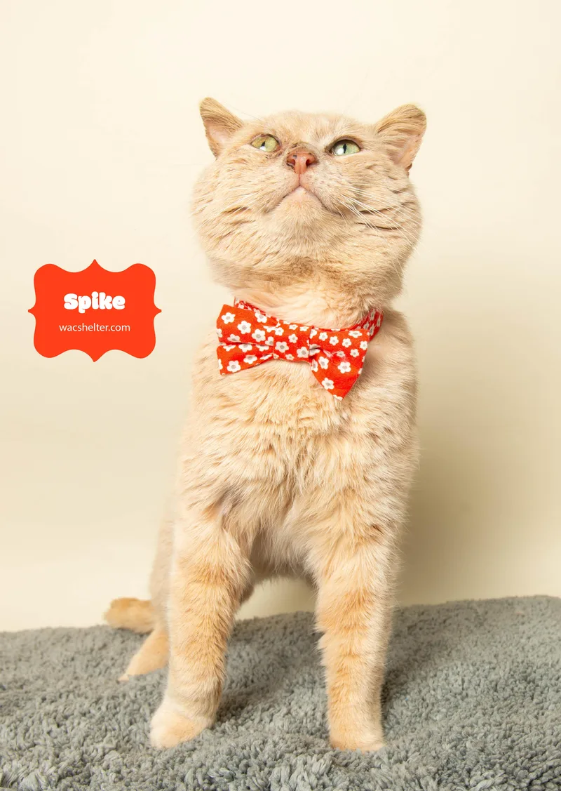 An adult medium-sized male Buff / Tan / Fawn Domestic Short Hair cat named Spike for adoption in Wyandotte, MI