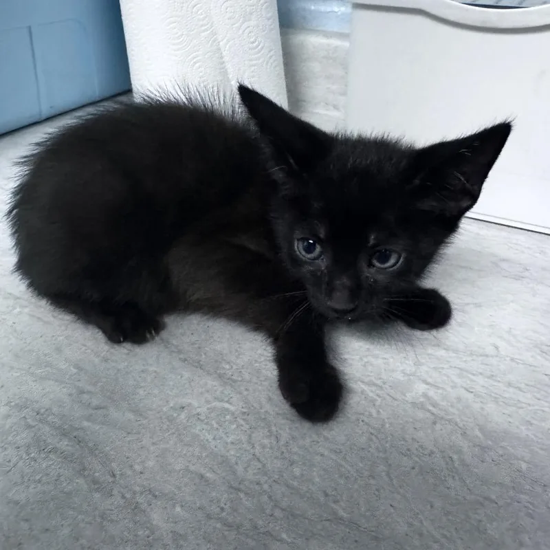 Squeaky