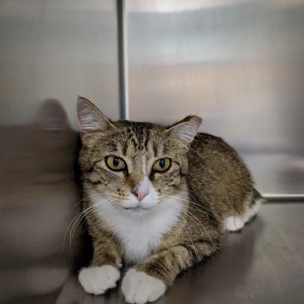 A young medium-sized female Domestic Short Hair cat named Kita for adoption in Sioux City, IA