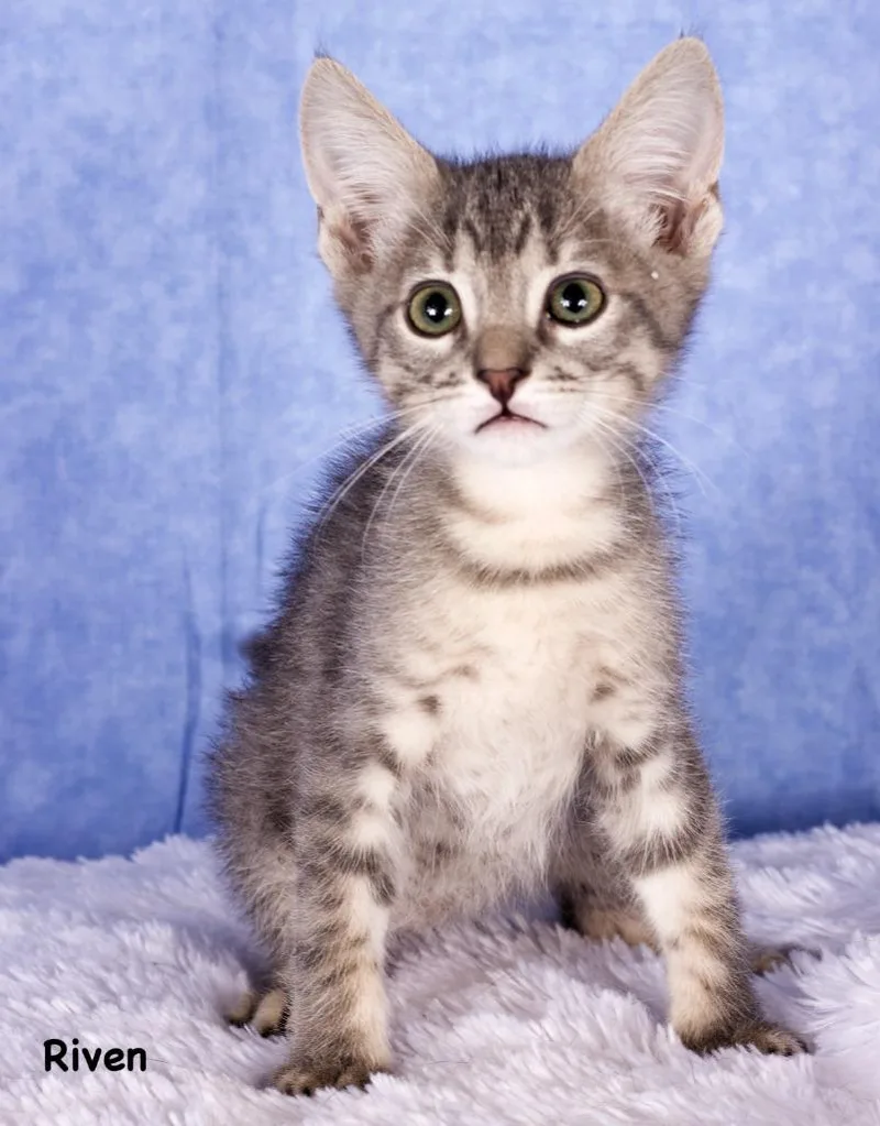 A baby small-sized male Domestic Short Hair cat named Riven for adoption in Gilbert, AZ
