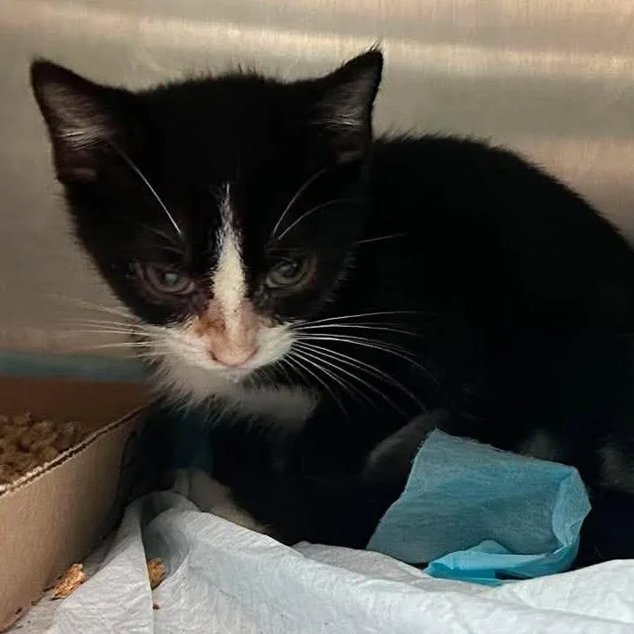 A young small-sized male White Domestic Short Hair cat named Dorito for adoption in Shinnston, WV