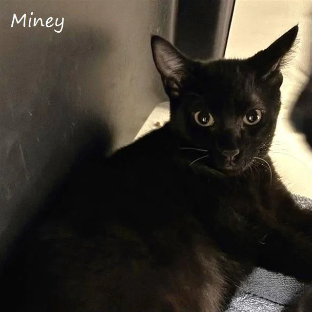 Miney