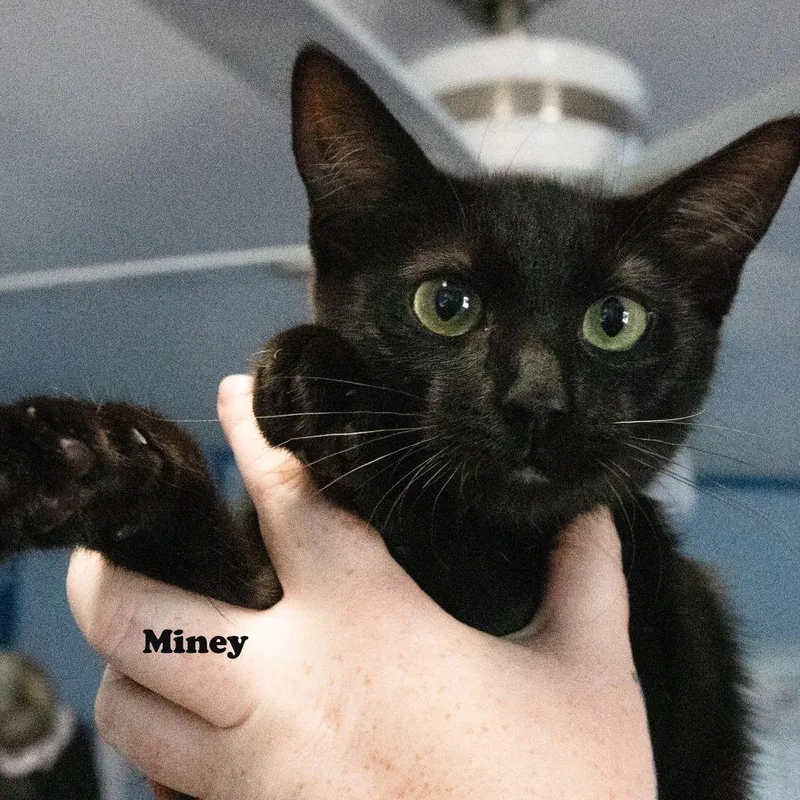 Miney thumbnail 2