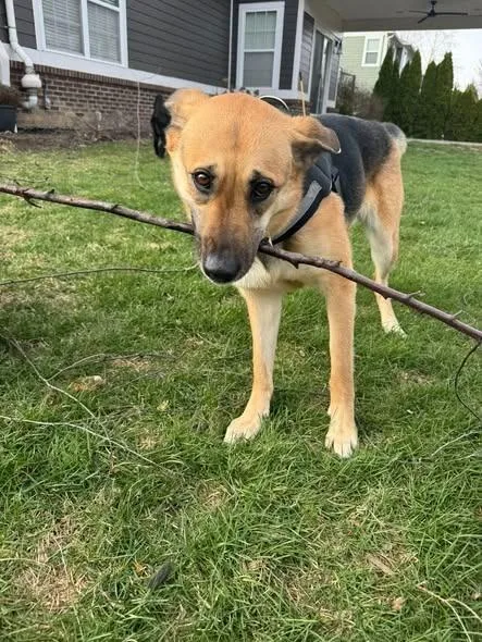 A young medium-sized female German Shepherd Dog dog named Nala for adoption in Indianapolis, IN