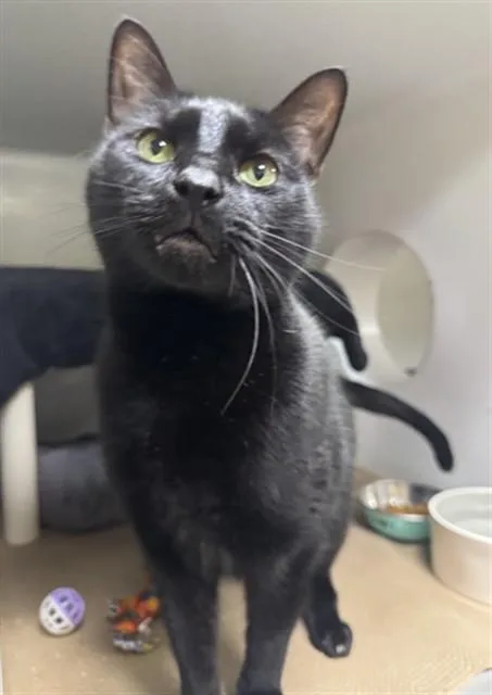 Salem