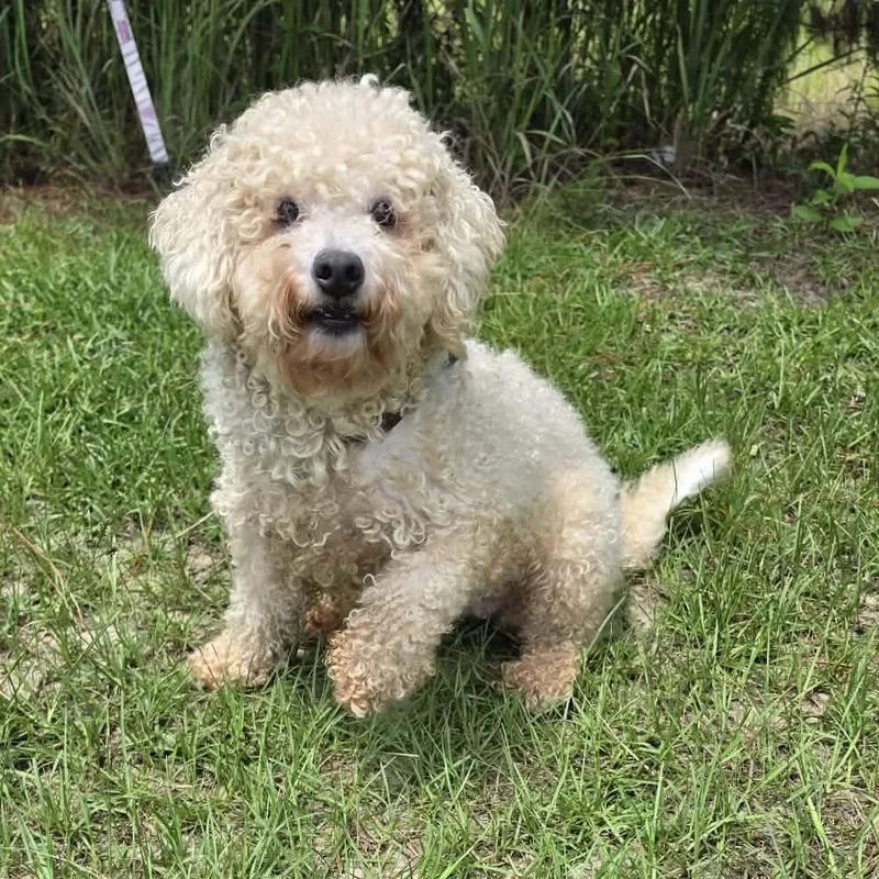 Teddi