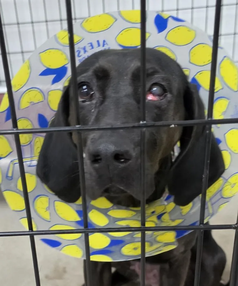 A young large-sized female Coonhound dog named Miley for adoption in Neillsville, WI