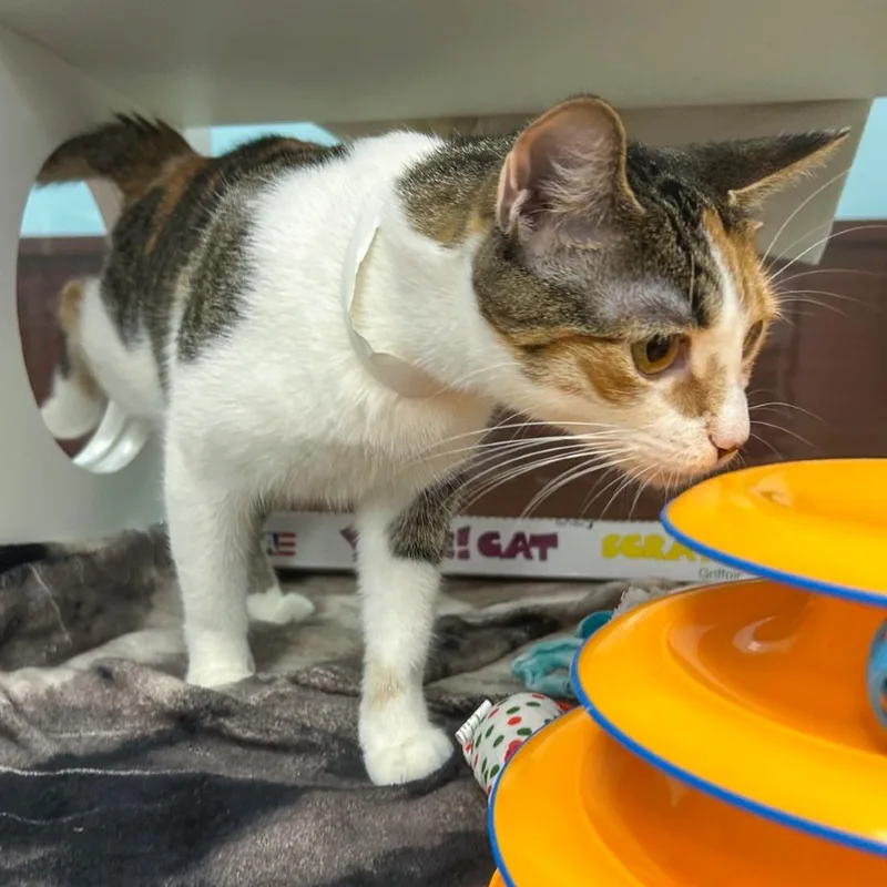 An adult medium-sized female Calico Domestic Short Hair cat named Nicole for adoption in West Palm Beach, FL