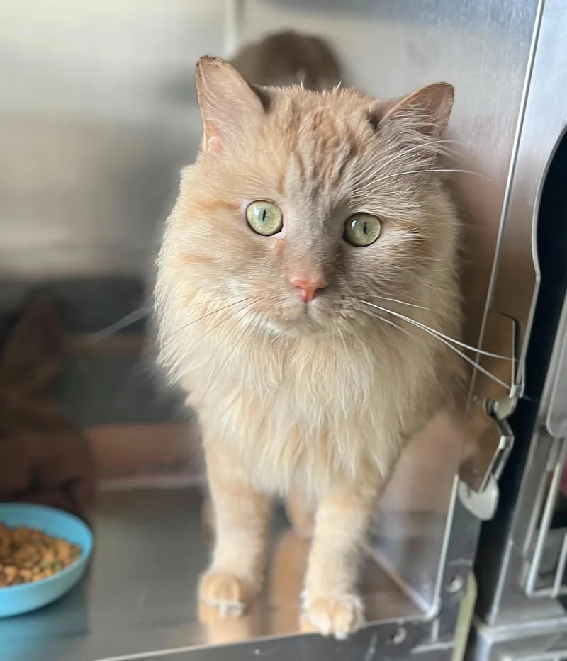 An adult medium-sized female Domestic Long Hair cat named Rosalina for adoption in Seville, OH