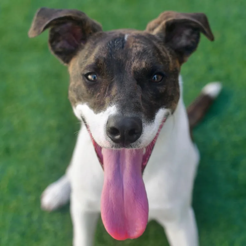 A young medium-sized male Brindle Mixed Breed dog named Gingersnap for adoption in Ottawa, KS