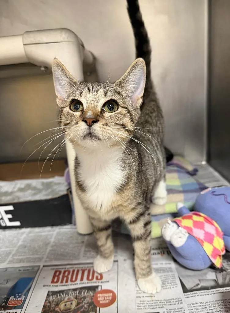 A baby medium-sized female Domestic Short Hair cat named Pill Bug for adoption in Cincinnati, OH