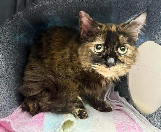An adult medium-sized female Tortoiseshell Domestic Medium Hair cat named Tuna Turner for adoption in Nashville, TN