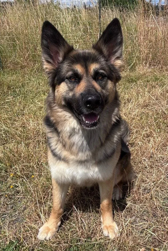 An adult large-sized female German Shepherd Dog dog named Luna for adoption in St. Helens, OR