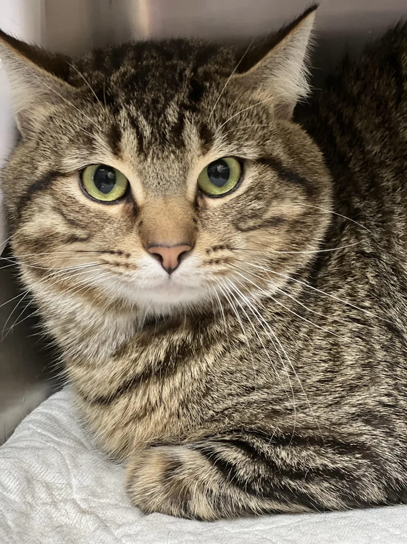 An adult medium-sized male Brown / Chocolate Domestic Short Hair cat named Bruce And Goose Bonded for adoption in Germansville, PA