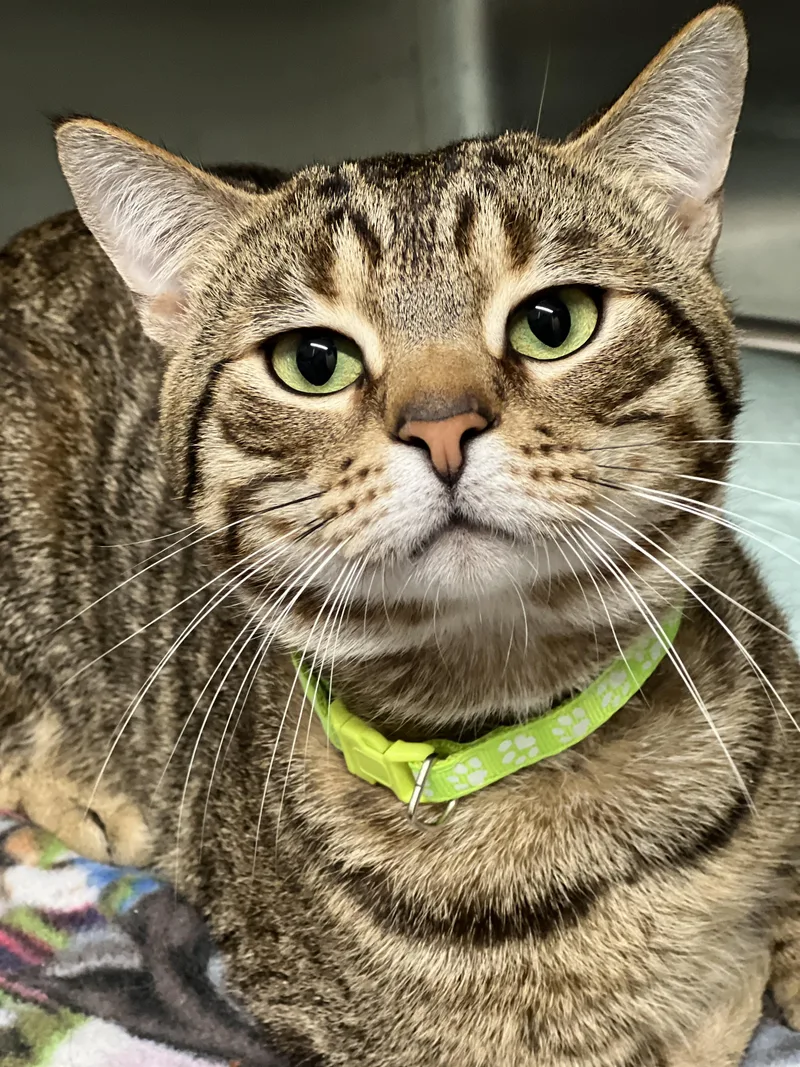 Bruce And Goose Bonded thumbnail 2