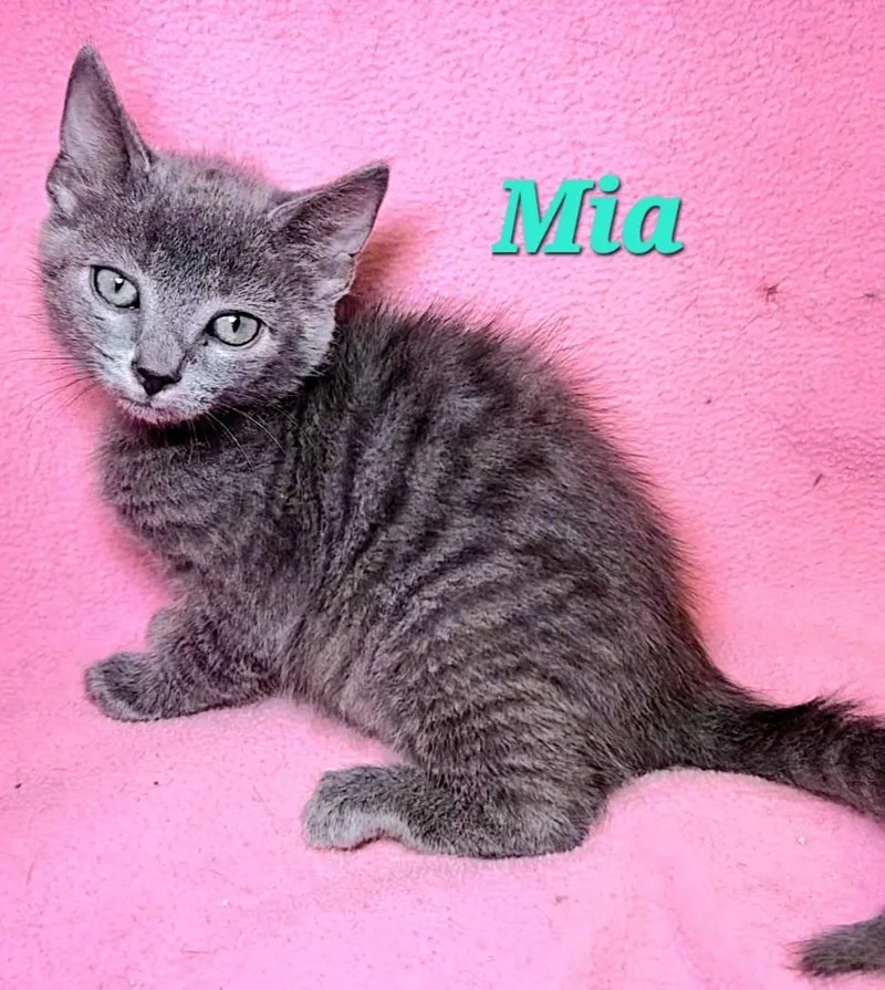 Mia thumbnail 3