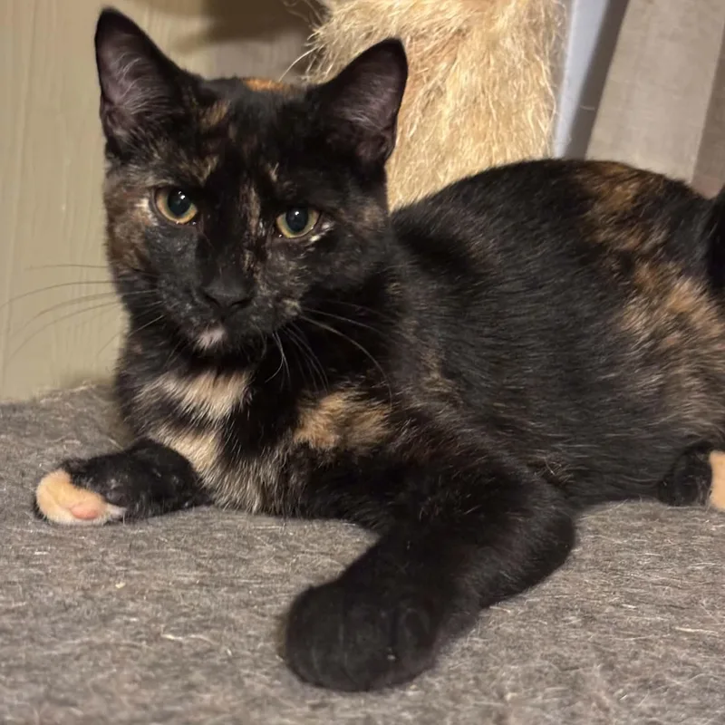 A baby medium-sized female Tortoiseshell Domestic Short Hair cat named Pigeon for adoption in Lincoln, NE