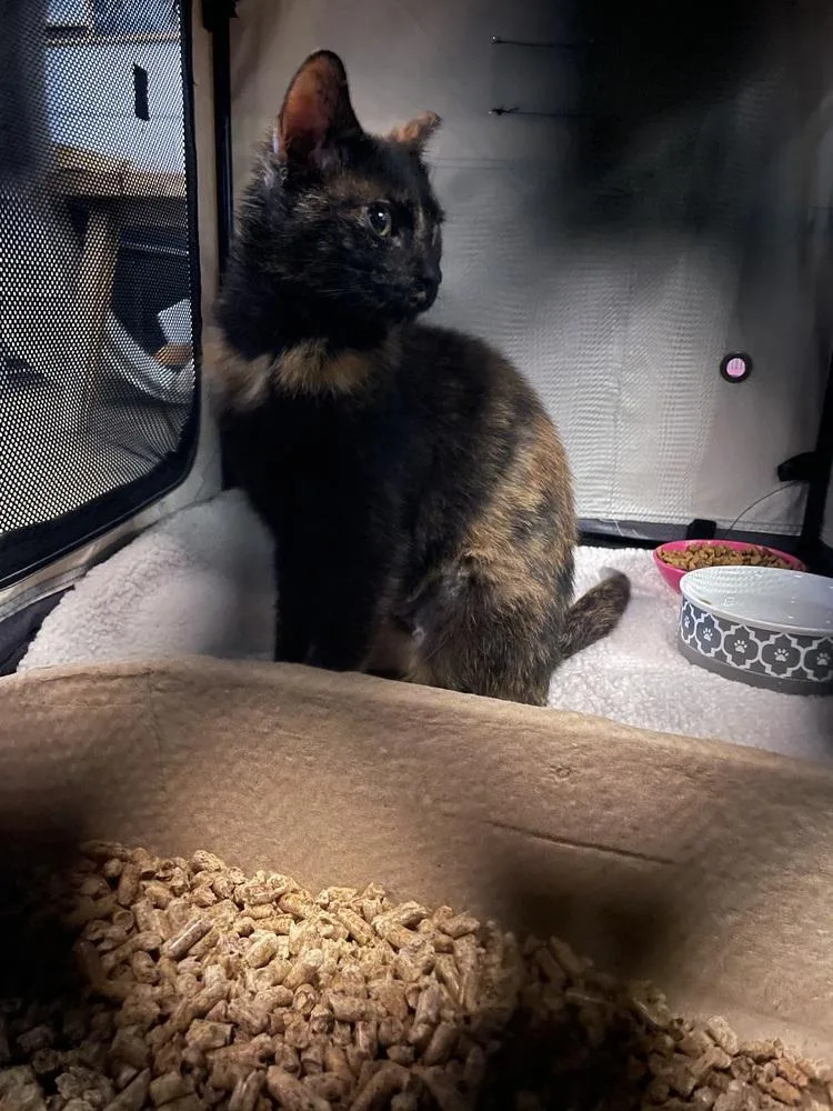 An adult small-sized female Domestic Short Hair cat named Solobina for adoption in Ferndale, MI