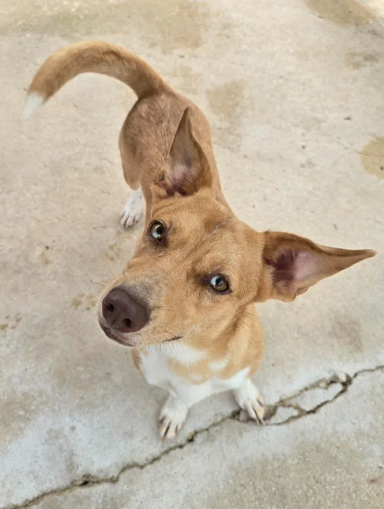 A young medium-sized female Terrier dog named Lily for adoption in Canyon Lake, TX