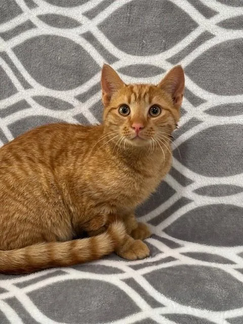 A baby small-sized male Domestic Short Hair cat named Legend for adoption in Warrenton, NC