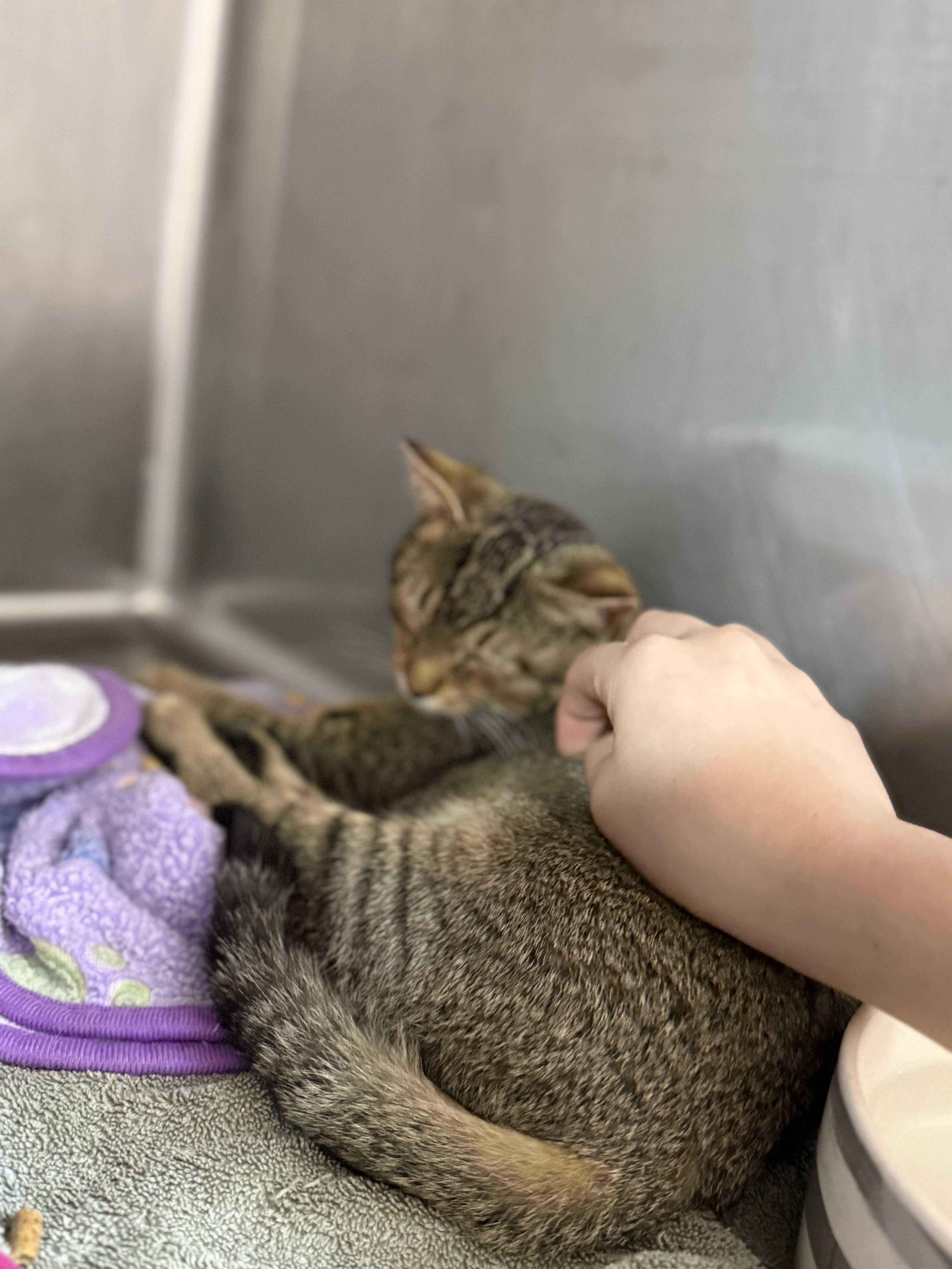 Squirrel thumbnail 2