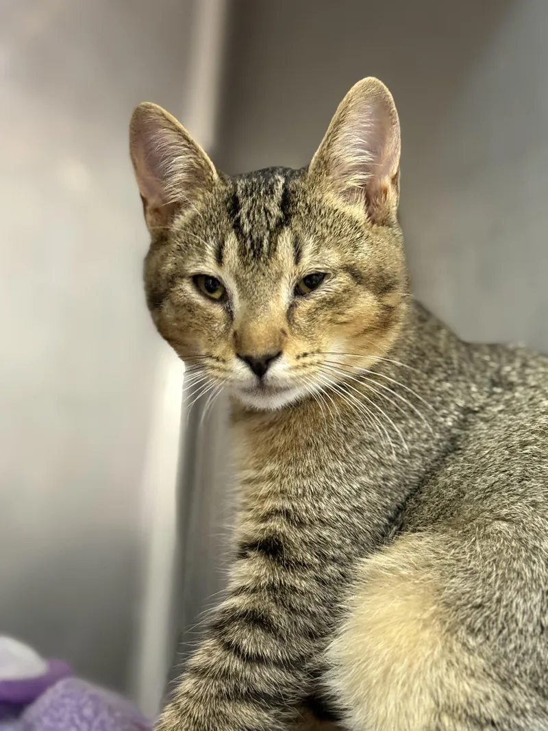 Squirrel thumbnail 3