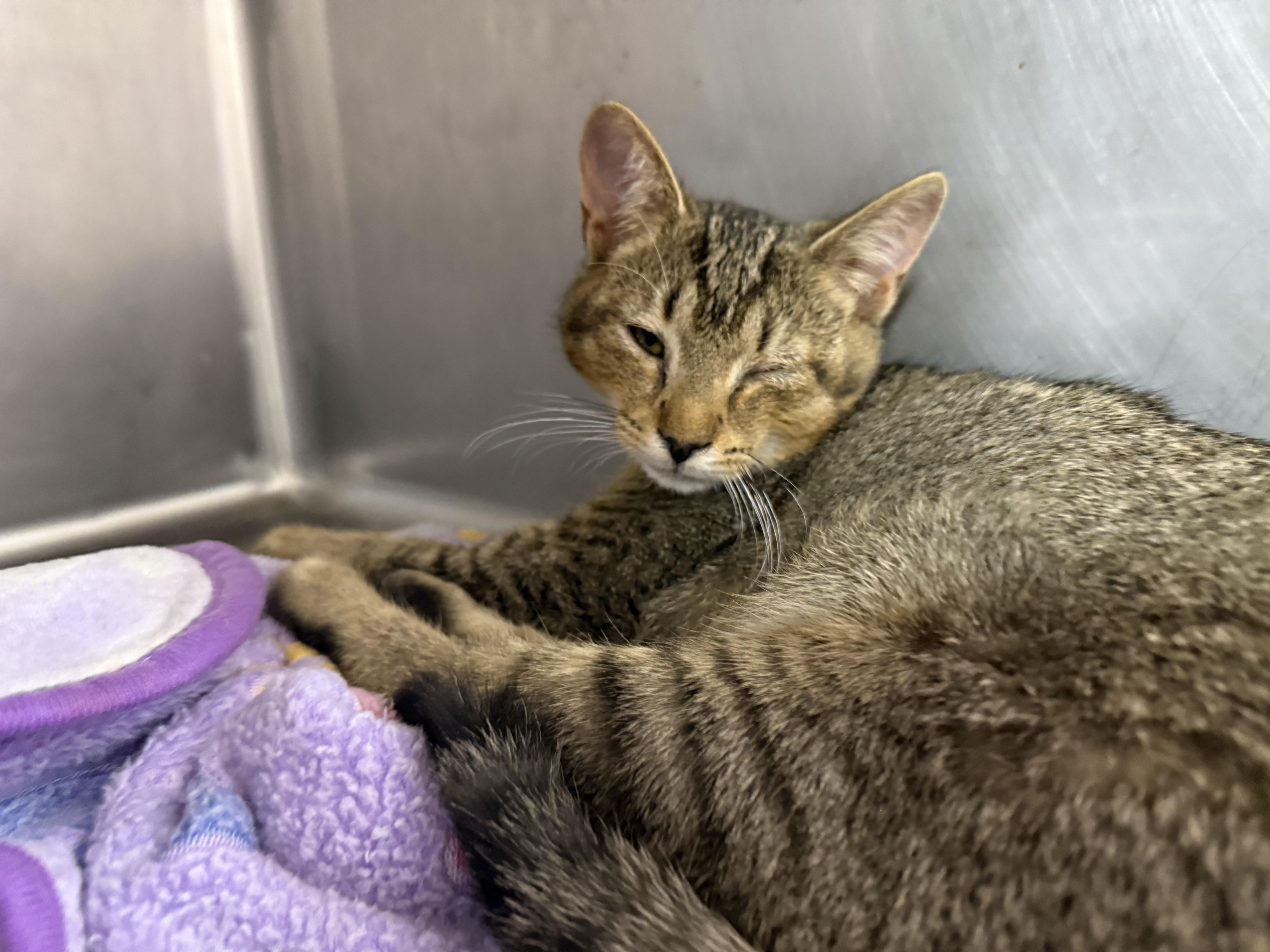 Squirrel thumbnail 4