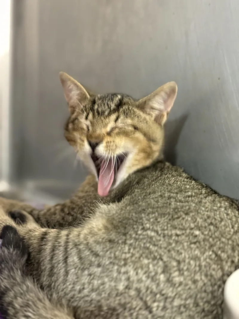 Squirrel thumbnail 5