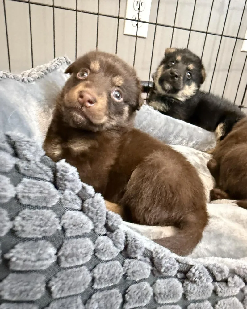 A young medium-sized male Brown / Chocolate German Shepherd Dog dog named Bunsen for adoption in Grafton, MA