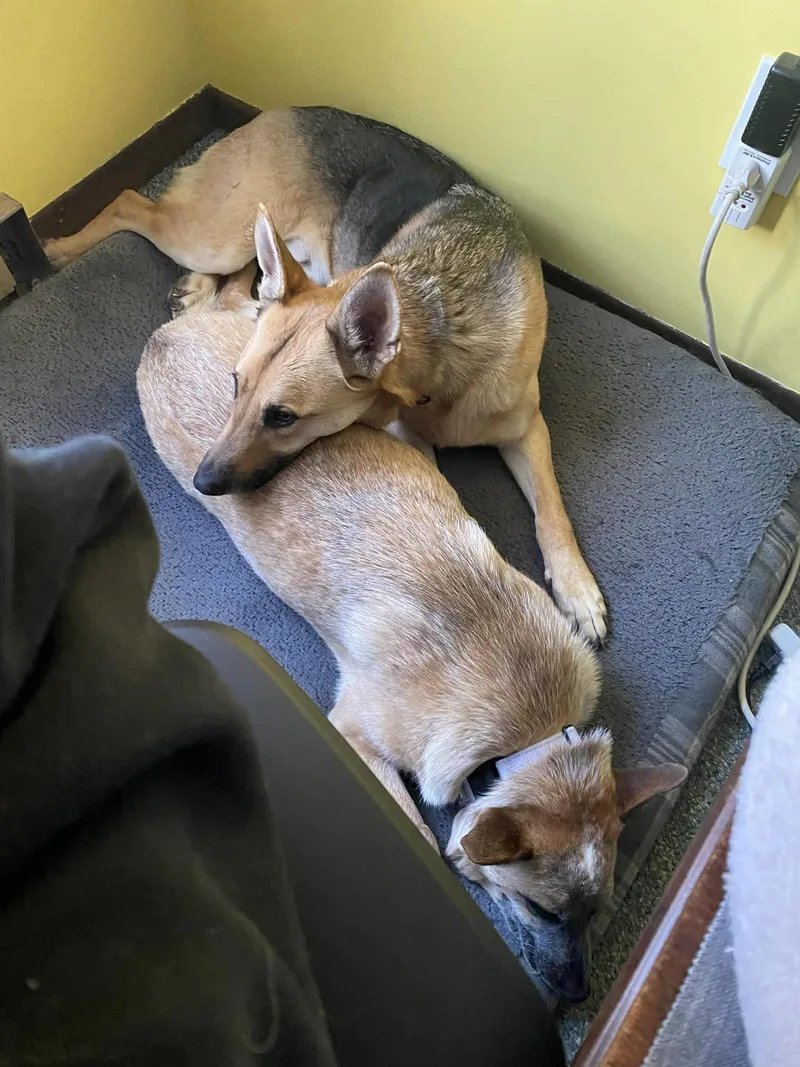 Lucy Bonded With Snowball thumbnail 3