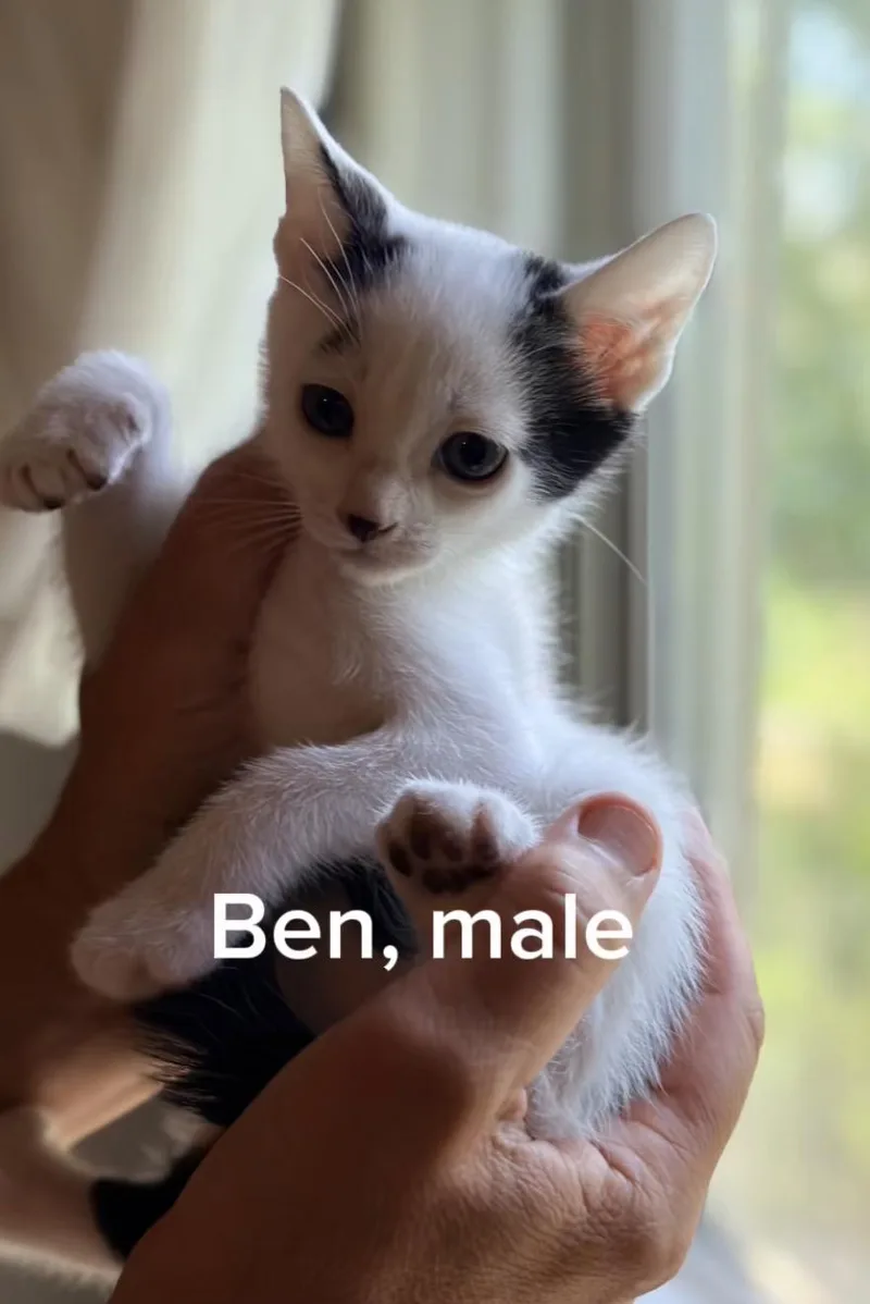 A baby small-sized male White Domestic Short Hair cat named Ben for adoption in Shrewsbury, MA
