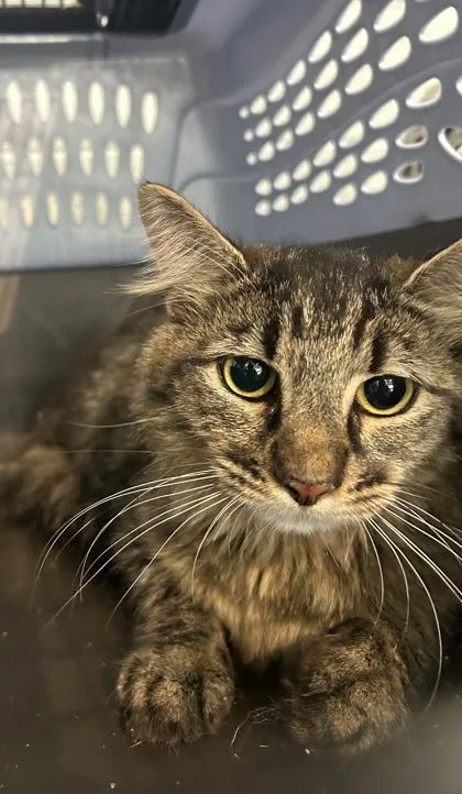 An adult medium-sized male Domestic Medium Hair cat named Milky Way for adoption in West Chester, PA