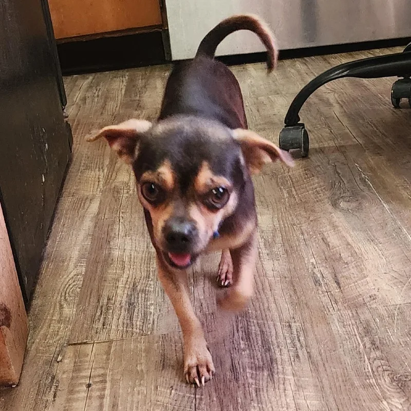 A young small-sized male Brown / Chocolate Chihuahua dog named Wiley for adoption in Evensville, TN