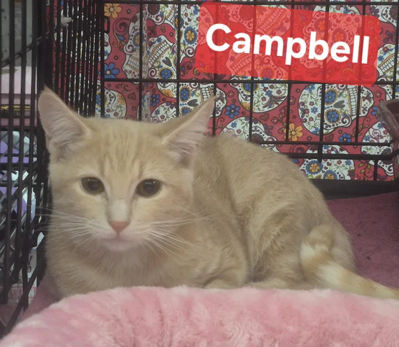 Campbell