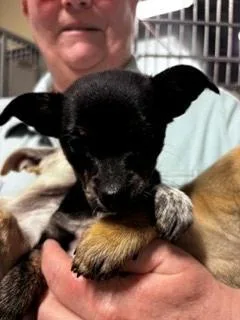 A baby small-sized female Chihuahua dog named Willow for adoption in Bothell, WA