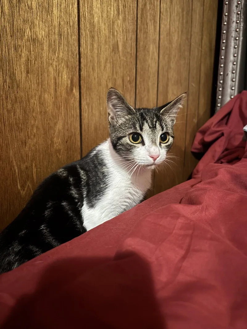 A young medium-sized female Black & White / Tuxedo Domestic Short Hair cat named Luna for adoption in Columbus, IN