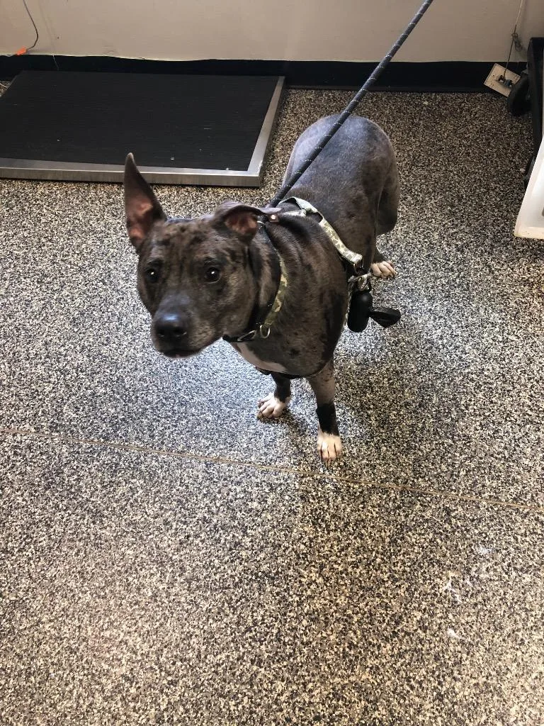 An adult large-sized male Mixed Breed dog named Fenrir for adoption in Columbia, TN