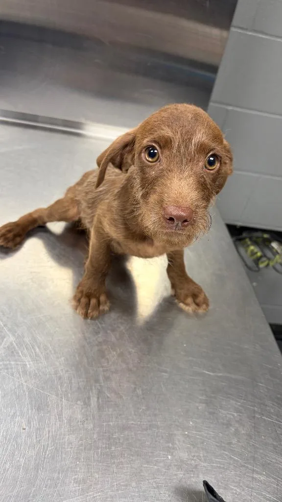 A baby small-sized male Terrier dog named E.j. for adoption in Missouri City, TX