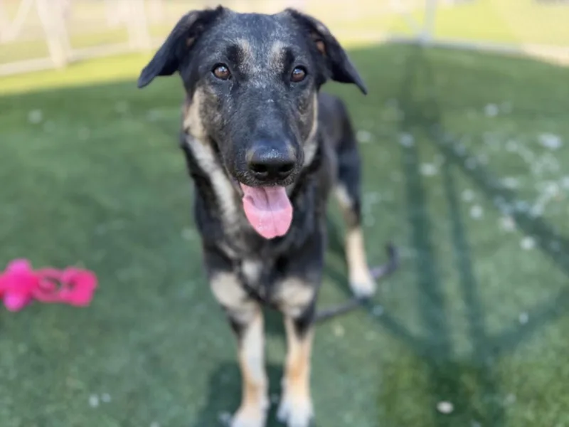 A young large-sized female German Shepherd Dog dog named Bunny for adoption in Los Angeles, CA