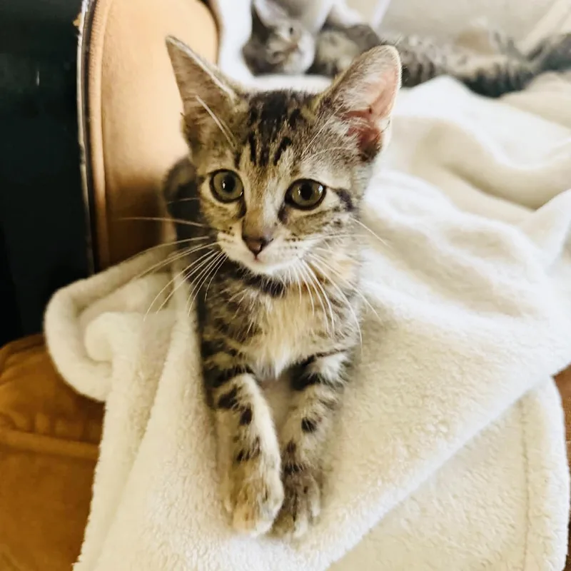 A baby small-sized female Tabby cat named Cuddly little Texanna for adoption in Burlington, NC