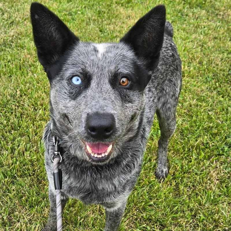 An adult medium-sized male Gray / Blue / Silver Mixed Breed dog named Hogan for adoption in Hendersonville, NC