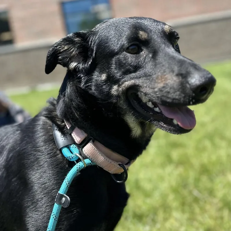 An adult medium-sized female Black Mixed Breed dog named Lindsey for adoption in Washington Township, OH