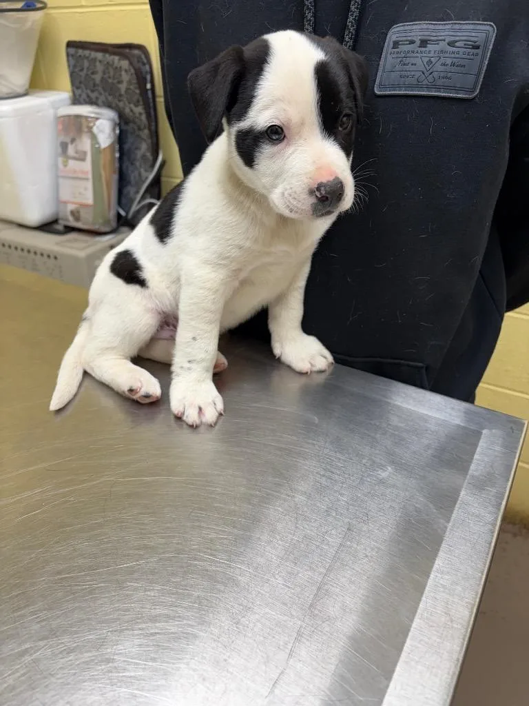A baby small-sized male Labrador Retriever dog named Waylon for adoption in Crossville, TN