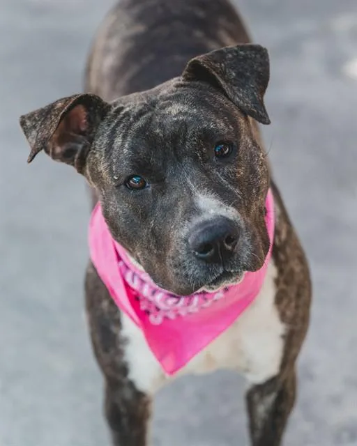 An adult large-sized female Terrier dog named Bessy for adoption in Miami, FL