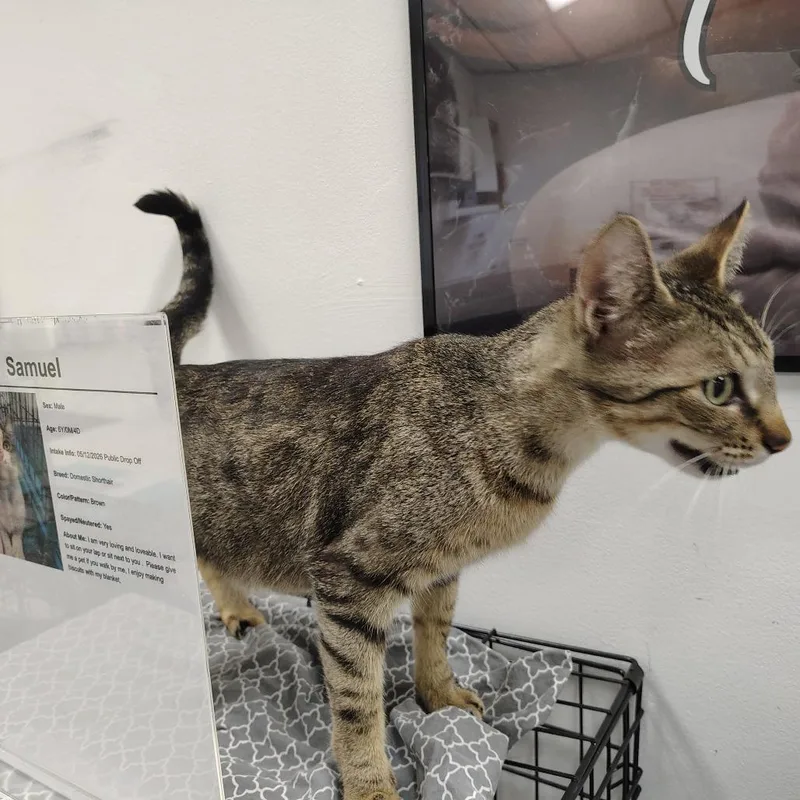 A young medium-sized female Brown / Chocolate American Shorthair cat named Berlin for adoption in Coos Bay, OR