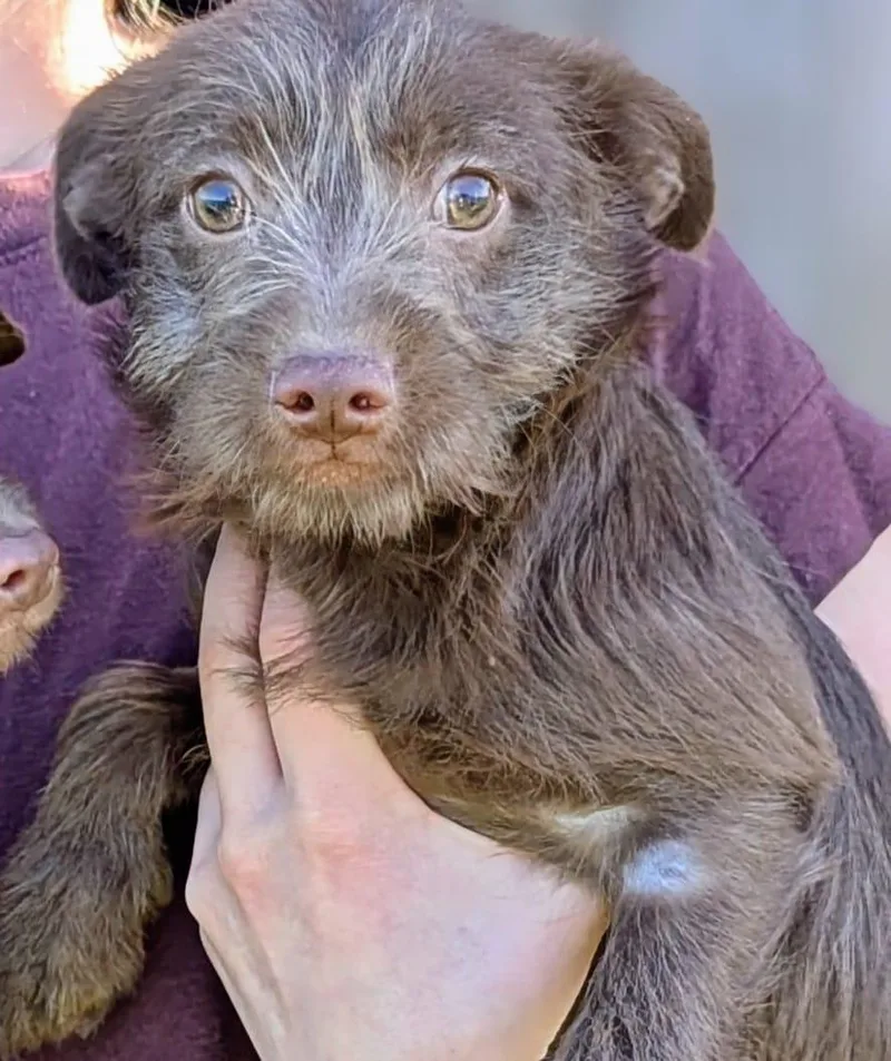 A baby small-sized female Brown / Chocolate Chihuahua dog named Belle for adoption in Kingsburg, CA
