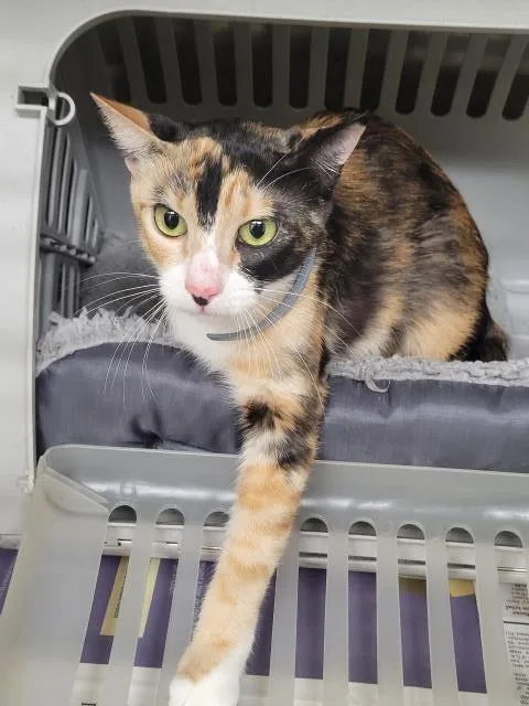 A young small-sized female Domestic Short Hair cat named Kelly for adoption in Los Angeles, CA