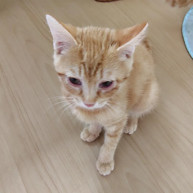 A baby medium-sized male Orange / Red Tabby cat named Jack Albert Kitting for adoption in Montour Falls, NY